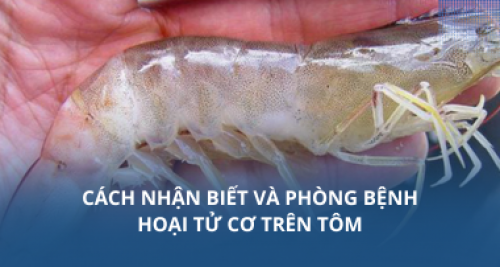 Cách nhận biết và phòng bệnh hoại tử cơ trên tôm